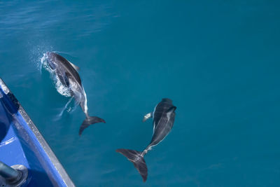 Fish swimming in sea