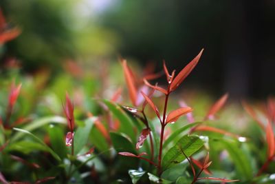 Close-up of red flowering plant