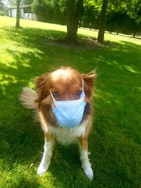 Dog standing on field