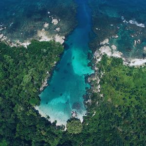 Aerial view of river amidst trees