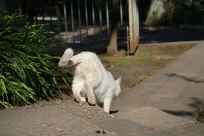 Dog lying on footpath