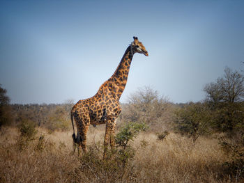 Side view of giraffe on field against sky