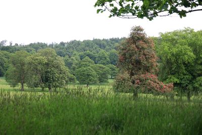 Trees on field against clear sky