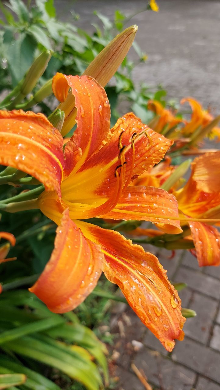 CLOSE-UP OF WATER DROPS ON ORANGE LILY