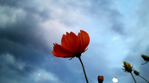 Low angle view of flowering plant against cloudy sky