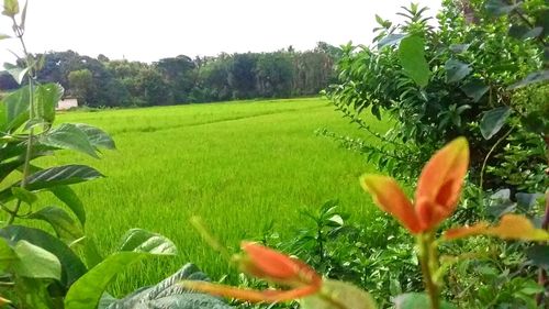 Scenic view of field against clear sky