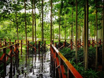 Bridge over river amidst trees in forest