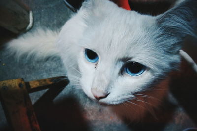 Close-up portrait of white cat