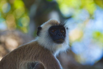 Close-up of monkey looking away outdoors