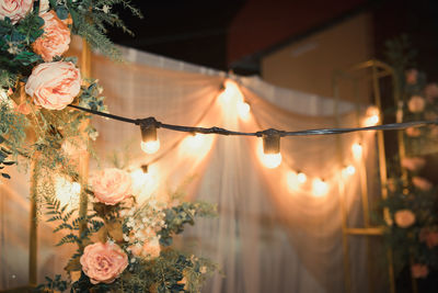 View of illuminated flowering plants at night