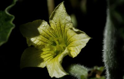 Close-up of flower blooming outdoors