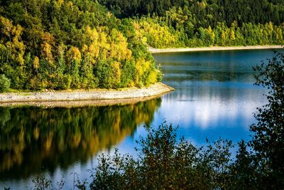 Scenic view of lake in forest