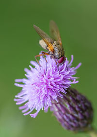 Close-up of housefly on thistle flower