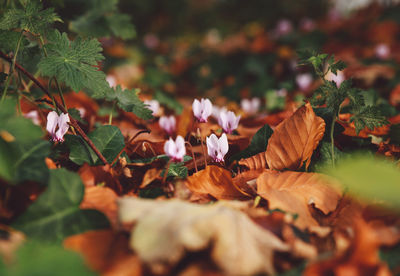 Close-up of flowers in autumn leaves