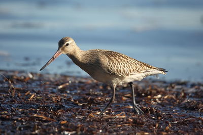 Side view of bird walking at beach