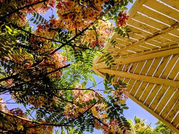 Low angle view of flowering tree against sky