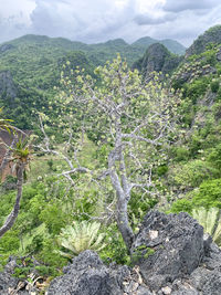 plant