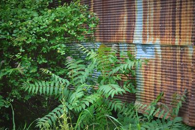 Close-up of ivy on tree