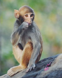 Portrait of monkey sitting outdoors