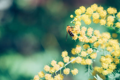 Close-up of insect on flower