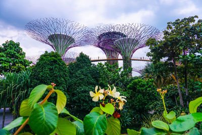 Flowering plants by trees against sky