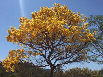 Low angle view of yellow flowers blooming on tree