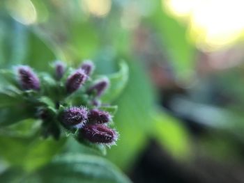 Close-up of flower against blurred background