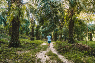 Rear view of woman walking on palm trees