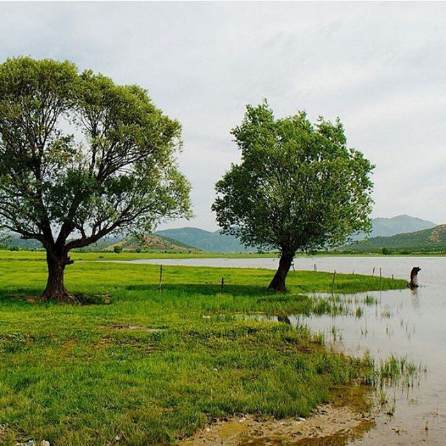 tree, grass, tranquility, tranquil scene, landscape, scenics, field, sky, beauty in nature, nature, water, green color, growth, grassy, branch, bare tree, lake, tree trunk, non-urban scene, idyllic