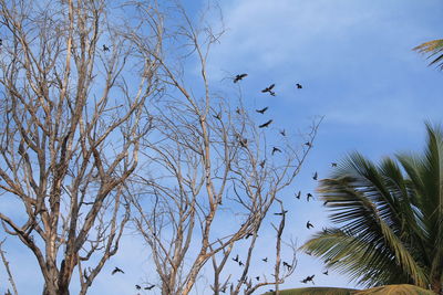 Low angle view of birds flying against clear sky