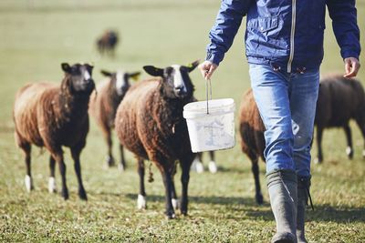 Low section of man with bucket walking against sheep on field
