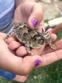 Cropped image of woman hands holding horned lizard