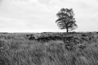 Trees on grassy field against cloudy sky