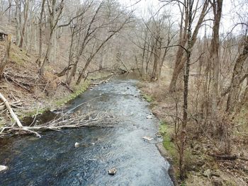 River flowing amidst bare trees in forest