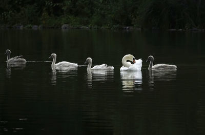 Swans swimming in lake