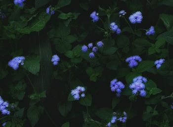 Close-up of purple flowers