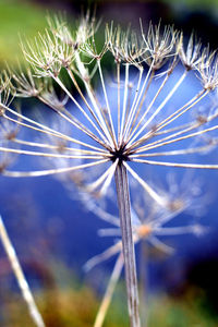 Close-up of flower against sky