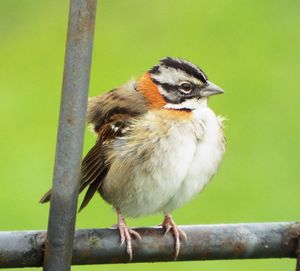 Close-up of bird perching on branch