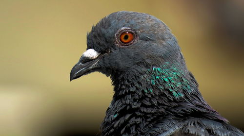 Close-up of a bird