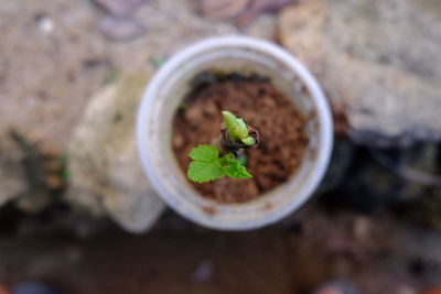 High angle view of small plant