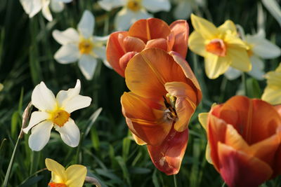 Close-up of flowers blooming outdoors