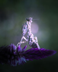 Close-up of butterfly pollinating on purple flower