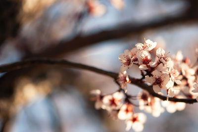 Close-up of cherry blossom