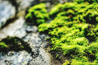 Close-up of green leaves