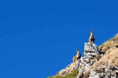 Low angle view of chamois on rock against clear blue sky