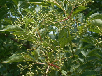plant