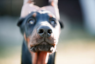 Close-up portrait of dog 