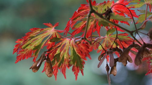 Close-up of red maple leaves on tree