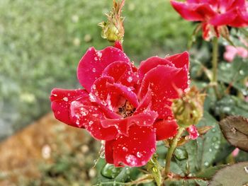 Close-up of pink flowers