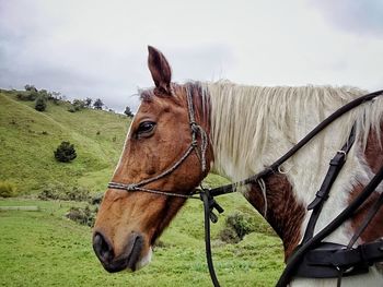 Close-up of a horse on field